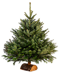 nordmann fir christmas tree