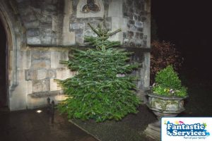 Royal trinity hospice christmas tree delivery service