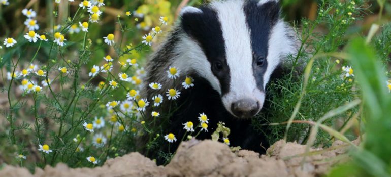 How To Stop Badgers From Digging Up The Lawn - FS Blog UK