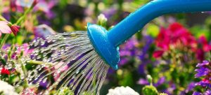 how to water your plants in the garden