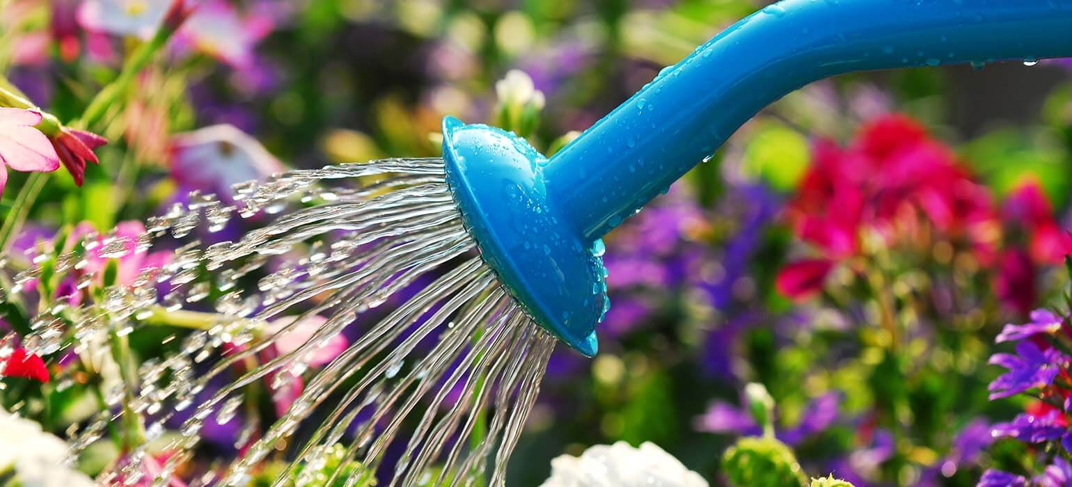 How to Water Plants in the Garden Tips by Fantastic UK
