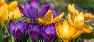 crocus-long-flowering-perennial-plant