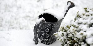 Winter Gardening - Everything You Need to Know About