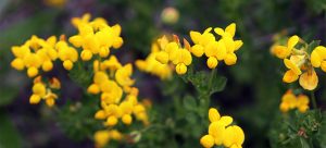 Lesser yellow trefoil