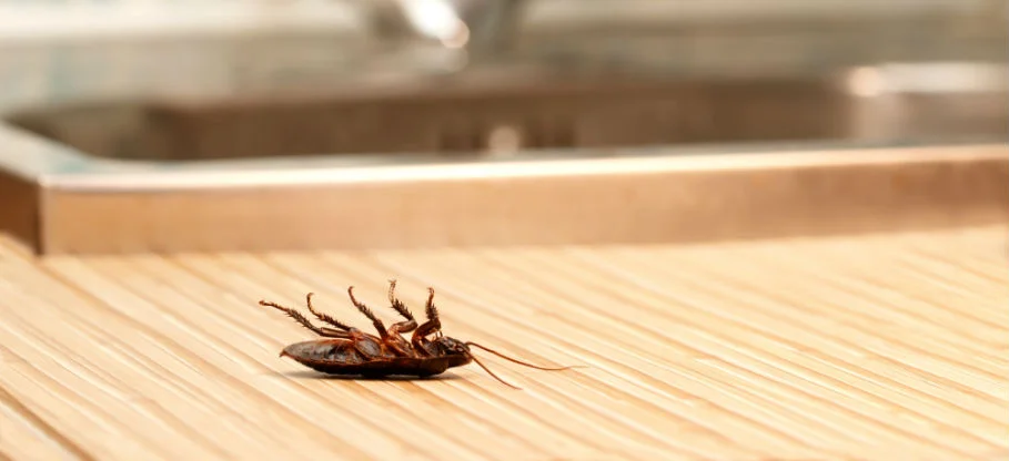 How to Get Rid of Cockroaches