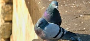 how to get rid of pigeons without hurting them