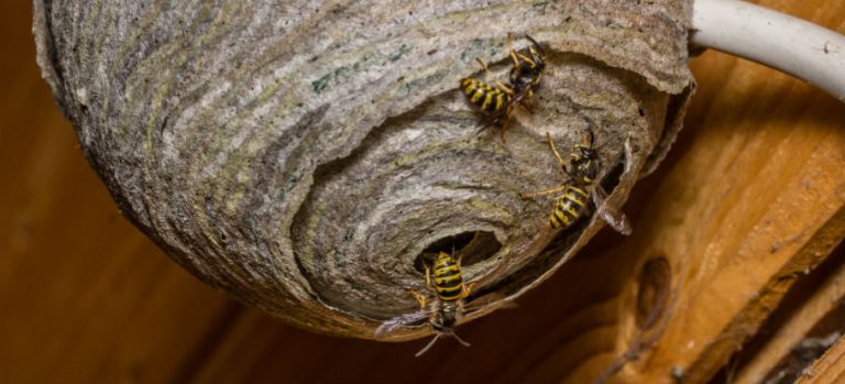 Terrific Do Wasps Hibernate Pictures