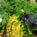 T_M-how-plant-hanging-basket-1