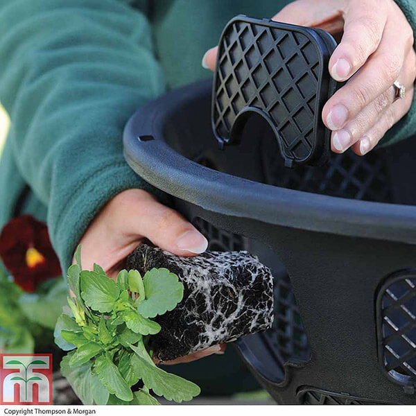 T_M-how-plant-hanging-basket-2