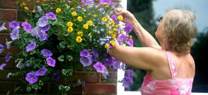 T_M-how-plant-hanging-basket-5