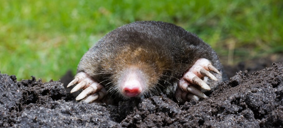 How to Deter Moles 