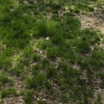 how-to-repair-a-patchy-lawn