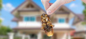 How to get rid of bugs in the house