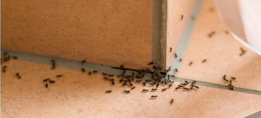 How to get rid of bugs - ants