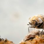 How to get rid of bugs - carpet beetles