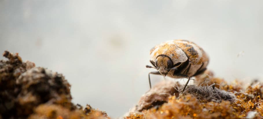 How to get rid of bugs carpet beetles