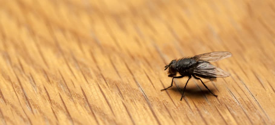 How to get rid of bugs - flies