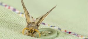 How to get rid of bugs - moths