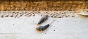 How to get rid of bugs - silverfish