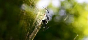 How to get rid of bugs - spiders