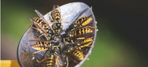 How to get rid of bugs - wasps
