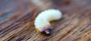 How to get rid of bugs - woodworm