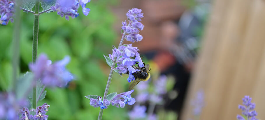 Catmint