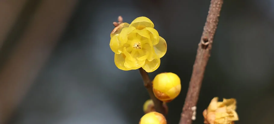 Wintersweet