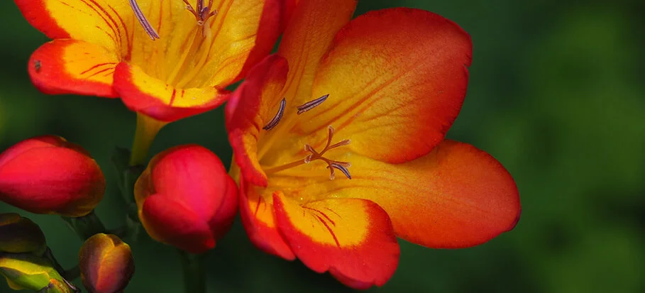 Freesia