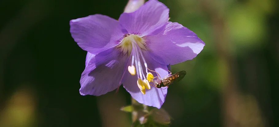 Jacob’s Ladder plant