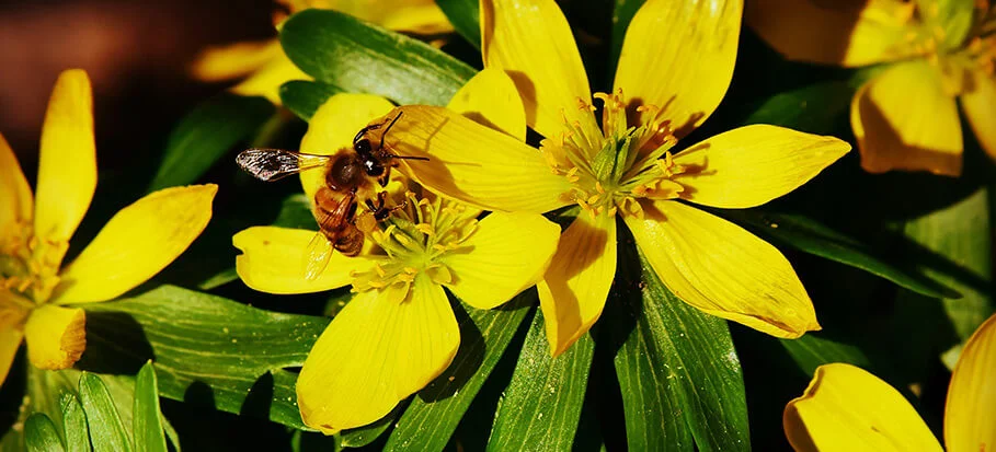 Winter Aconite