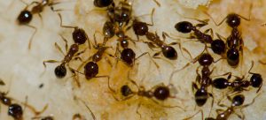 argentine ants