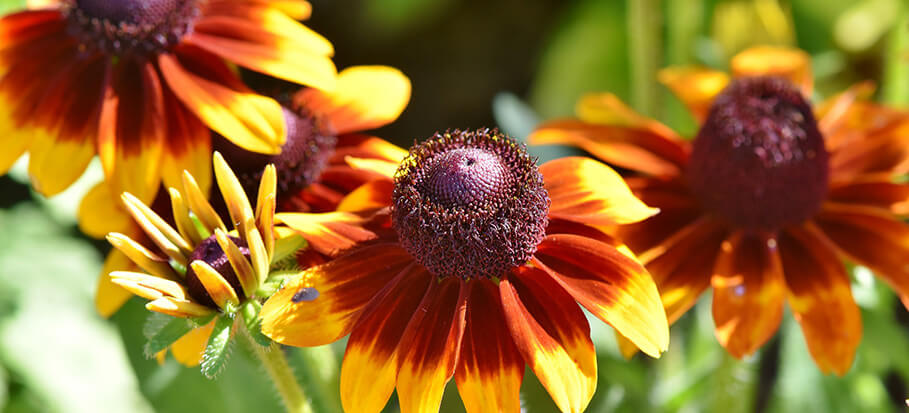 Coneflower