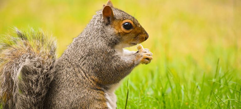 STOP Squirrels From Digging Up Your Lawn | Fantastic Services