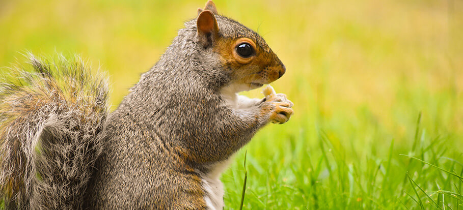 squirrel eating something