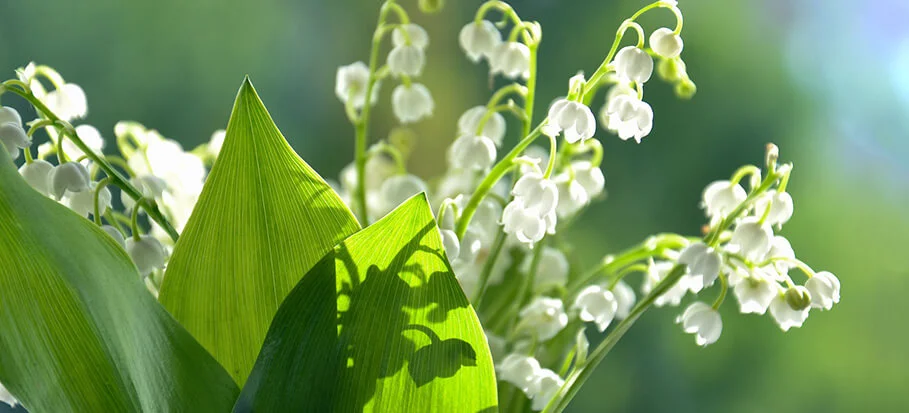 Lily of the valley