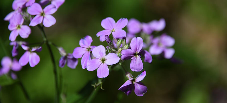 Phlox