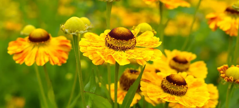 Sneezeweed