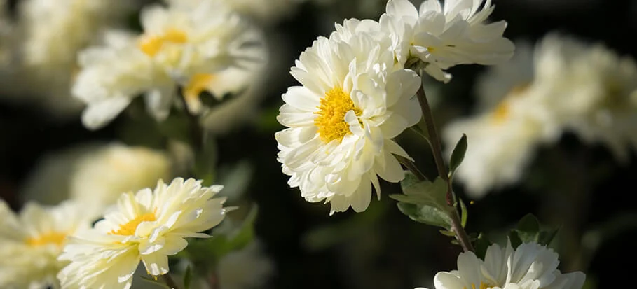 Chrysanthemum