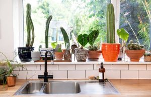 houseplants-lighting-guide-by-the-plant-rescuer