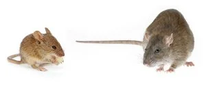 Difference Between Rat And Mouse