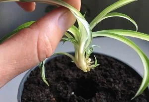fingers holding spider plant
