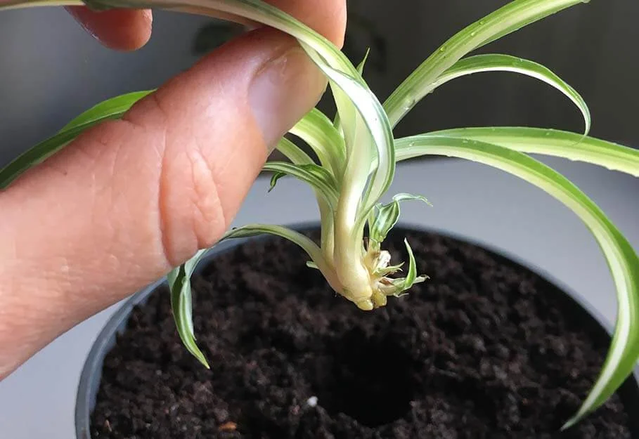 fingers holding spider plant