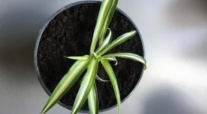 planting spider plant