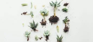 plants on white background