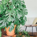 How and When to Repot Your Plant