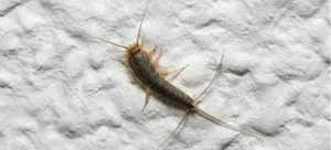 How to Get Rid of Silverfish in Drains