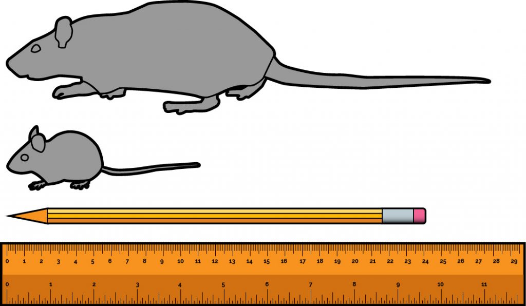 Mice and rats difference in size.