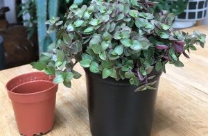 plant in a larger pot
