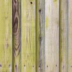 green algae on wooden fence